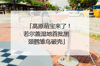 高原萌宝来了！若尔盖湿地首批黑颈鹤雏鸟破壳