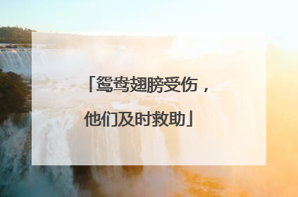 鸳鸯翅膀受伤，他们及时救助