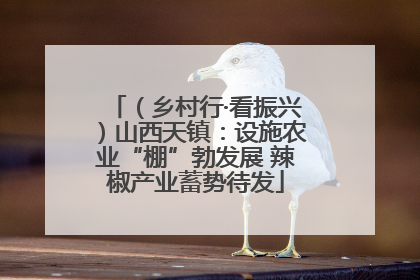 （乡村行·看振兴）山西天镇：设施农业“棚”勃发展 辣椒产业蓄势待发