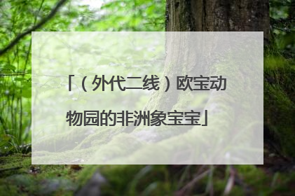 （外代二线）欧宝动物园的非洲象宝宝